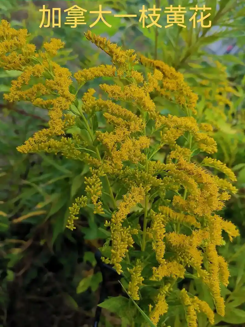 每天认识一种花,加拿大一枝黄花.#知秋向山行 #中药材 #外 - 抖音