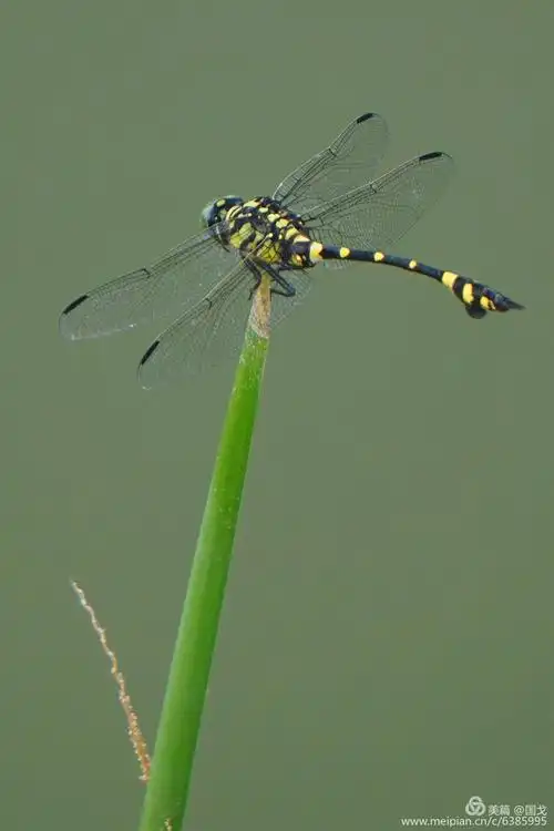 夏天的舞者一一美丽的蜻蜓
