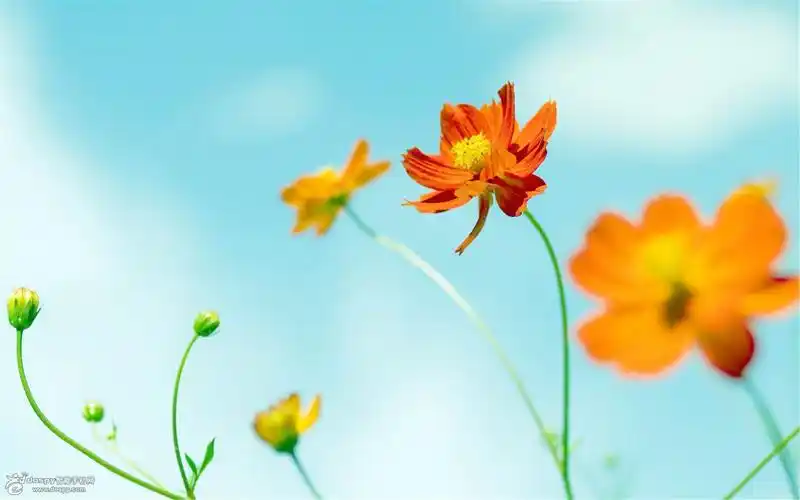 小清新风格桌面高清壁纸