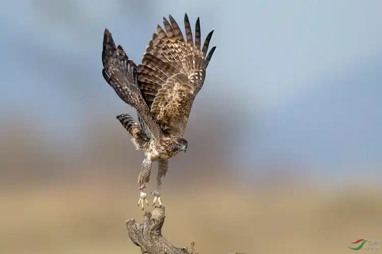 展翅(鹰雕)
