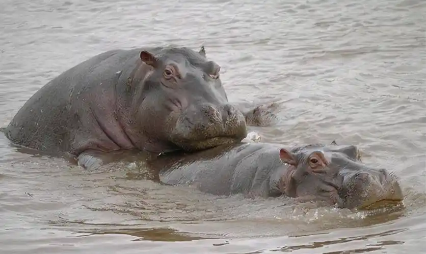 河马的秘密-也许可以帮助我们重新看待世界_动物_人类_生命