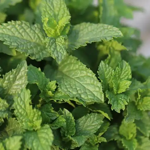 薄荷盆栽包邮新鲜可食用荷叶办公办公室室内植物绿植