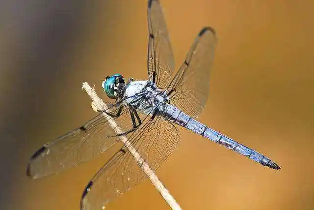 心理测试:4只蜻蜓,哪只最好看,测你的戾气有多重?