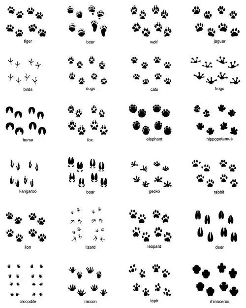 野生动物的足迹