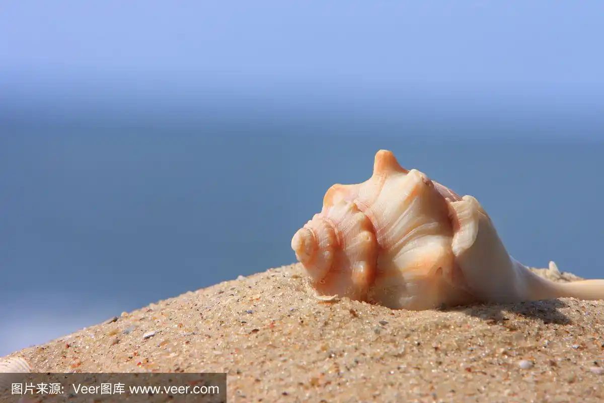 贝壳在沙滩上