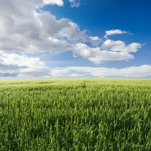 蓝天白云下的麦田美景高清图片
