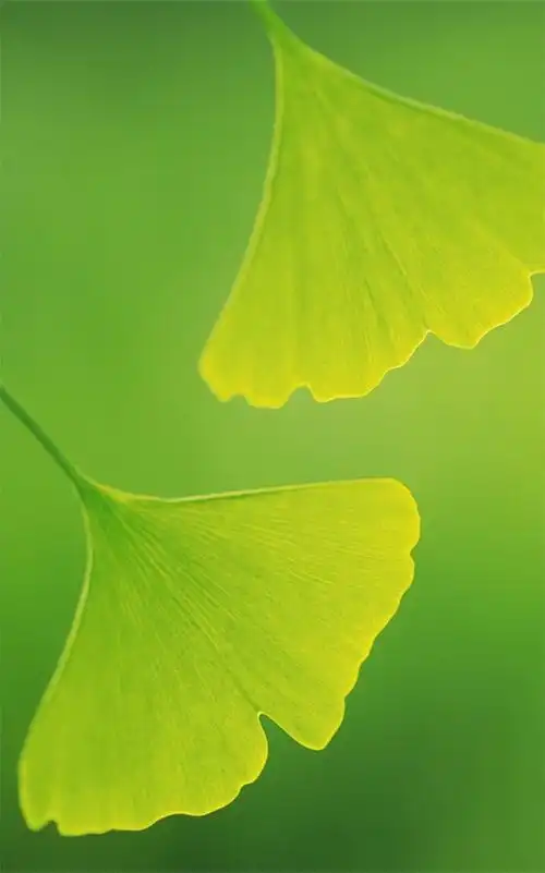 小清新绿色护眼 - 堆糖,美图壁纸兴趣社区