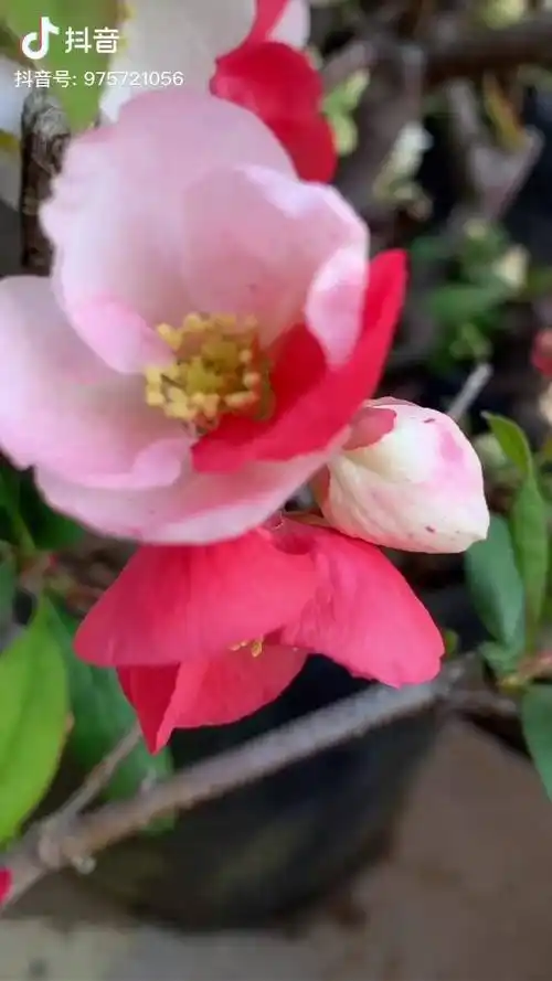 花卉赏花东洋锦复色海棠自然变异当属高档观赏植物