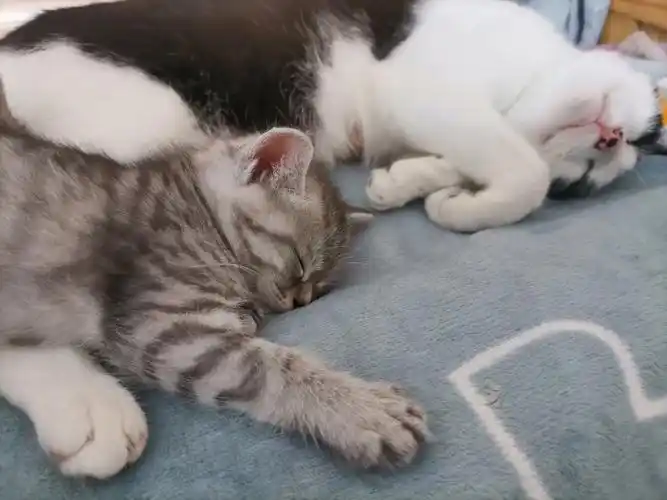 离谱早上起来床上长了七只猫猫虫