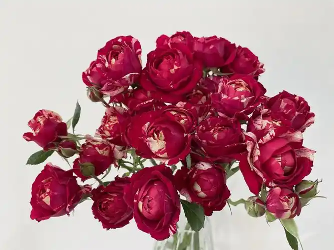 铃兰家巴黎恋人肯尼亚2021新品多头玫瑰玫瑰花花苗盆栽时令草本花卉