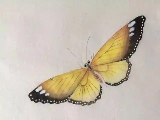 图文教程 | 一只工笔蝴蝶的设色过程示范 一学就会