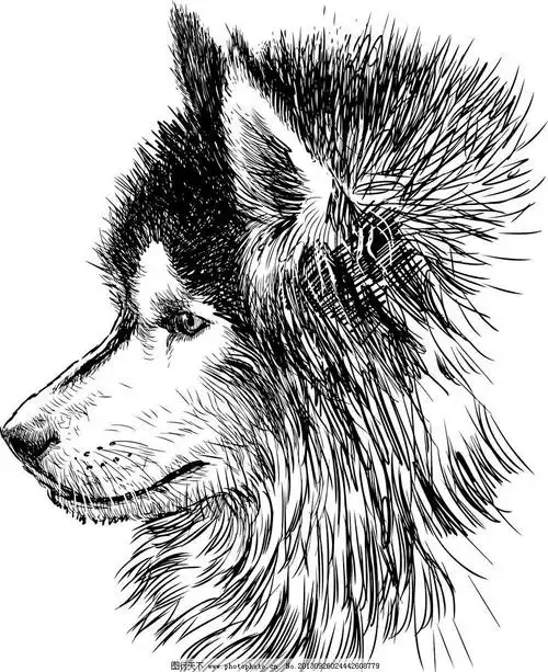 狼与狗的画法【手绘】作为一只隐形狼吹,我决定要试画一只帅帅的狼王