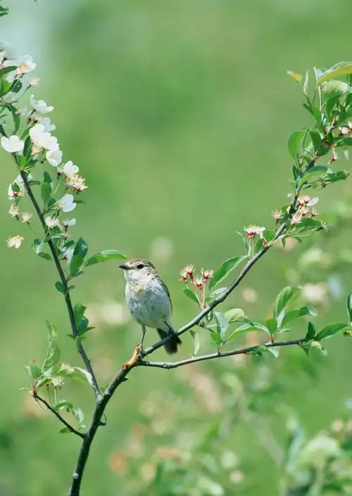 树枝,鸟类天堂,鸟类天堂枝上小鸟