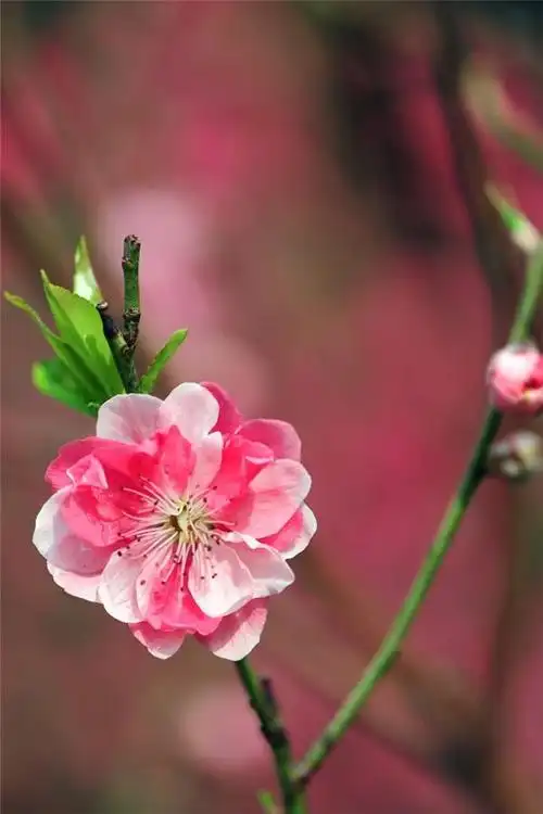 手机桃花图片大全