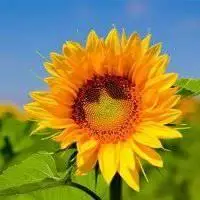 花的阳光幸福微信头像_微信头像图片大全