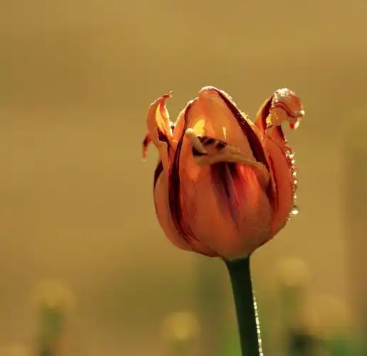 郁金香_百度百科