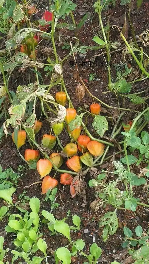 天然草本野果红姑娘