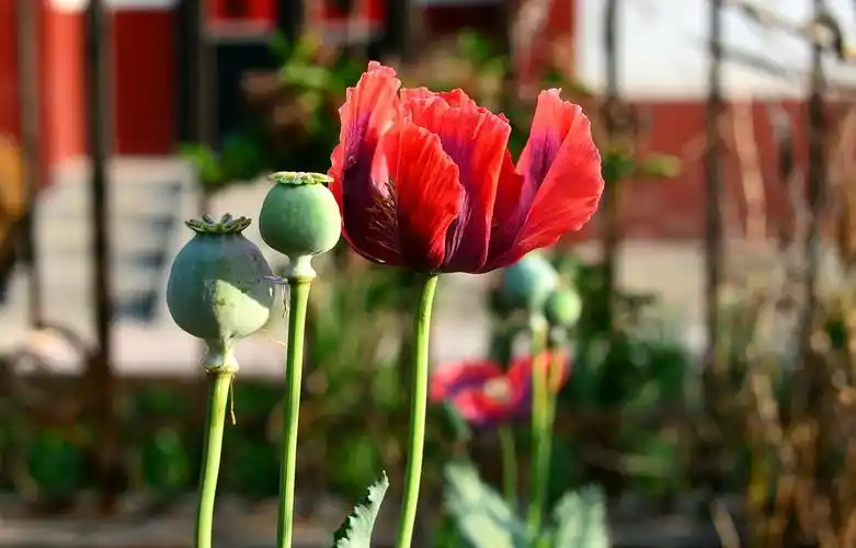 远离毒品——刘举人庄小学禁毒宣传 写美篇  因为,这花就是:罂粟花