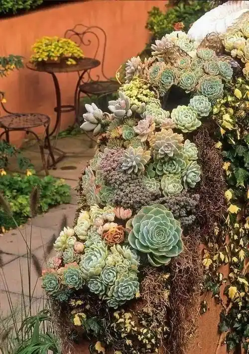 40个多肉庭院,太美了.