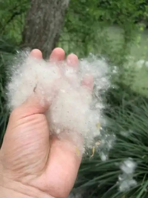 柳絮满天飞,哮喘人群出门就咳嗽?专家教您如何应对!