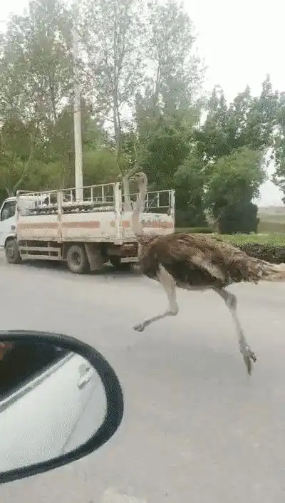 保定大街上惊现鸵鸟车流中一路狂奔上演真实版胜利大逃亡