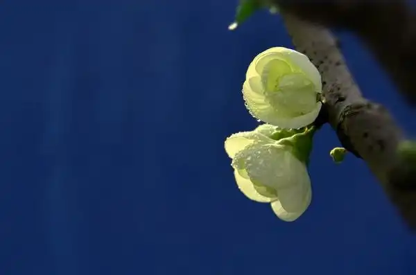 绿萼贴梗海棠花