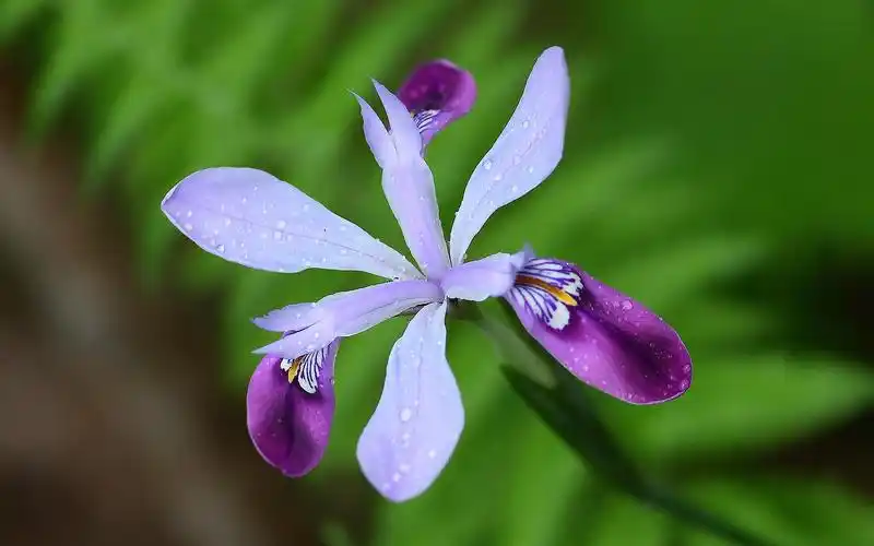 电脑壁纸 花卉 鲜花 小清新鸢尾花唯美花语
