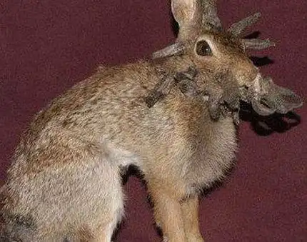 世界上最恐怖兔子:肿瘤兔(脸上长满黑色肿瘤)