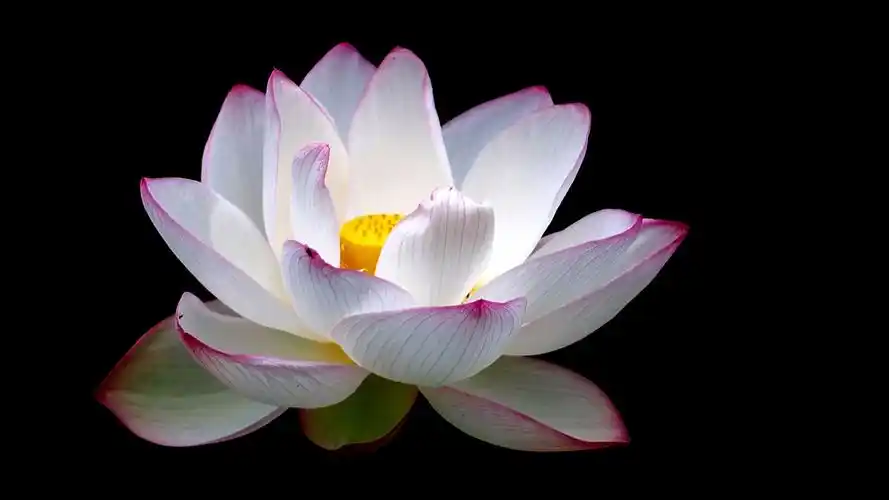 黑色背景莲花图片电脑壁纸