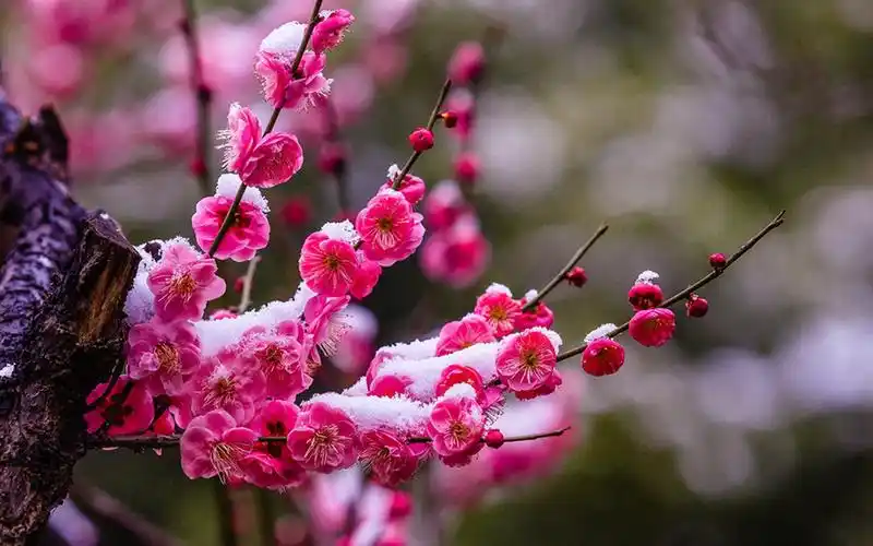 【花卉植物】寒梅傲雪高清摄影