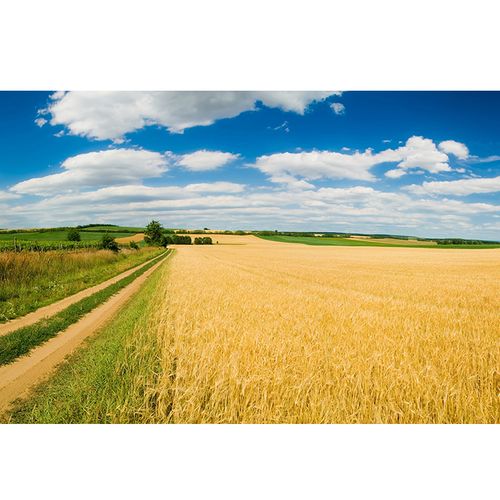 田园生活风光图金色稻田农作物海报蓝天白云乡间小路风景画贴墙画