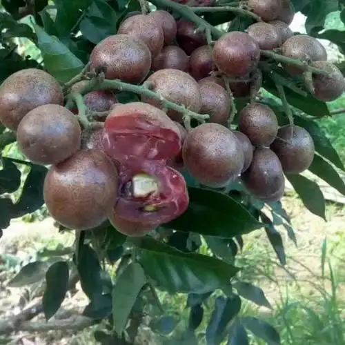 斌达果苗紫色黄皮苗批发鸡心无核黄皮紫肉黄皮果树苗紫色黄皮苗