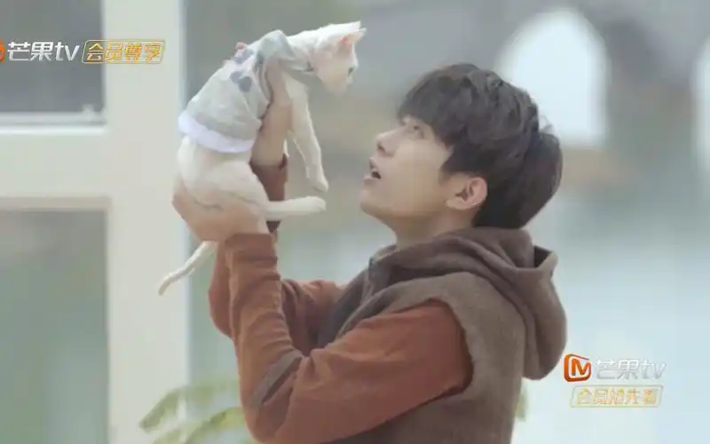 活动作品易烊千玺猫になりたい想要变成猫