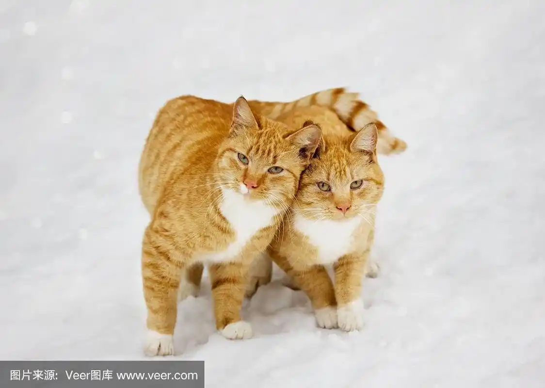 两只猫依偎在户外