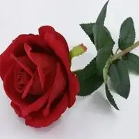 一支玫瑰头像 一枝玫瑰花唯美头像