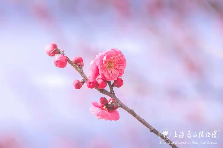 来松江看绝美花海_梅花_种群_江梅
