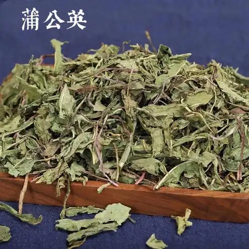 每天学习一味中草药蒲公英