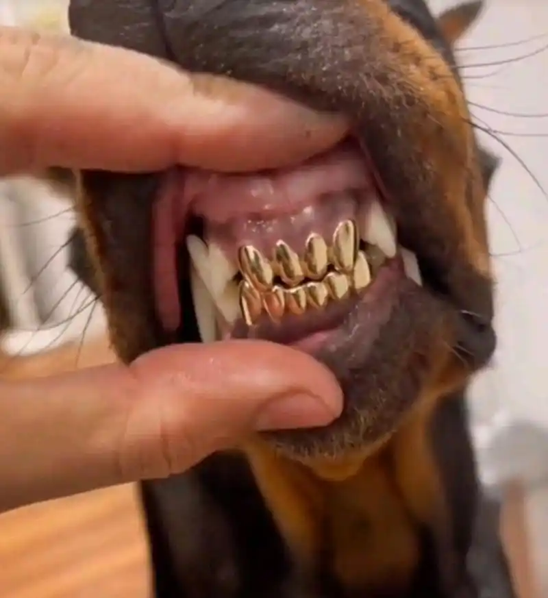 这是什么家庭?狗狗都镶的是金牙.