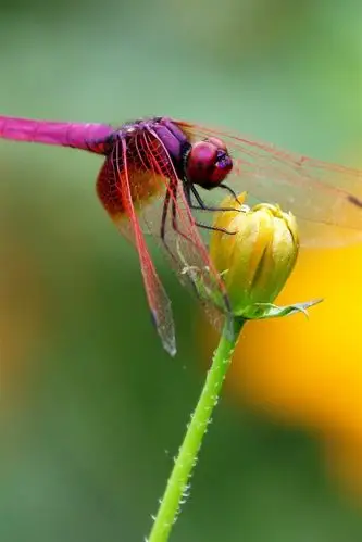 昆虫,红蜻蜓,黄色花 1080x1920 iphone 8/7/6/6s plus 壁纸,图片,背景