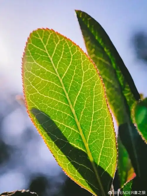 背景 壁纸 绿色 绿叶 树叶 植物 桌面 690_920 竖版 竖屏 手机