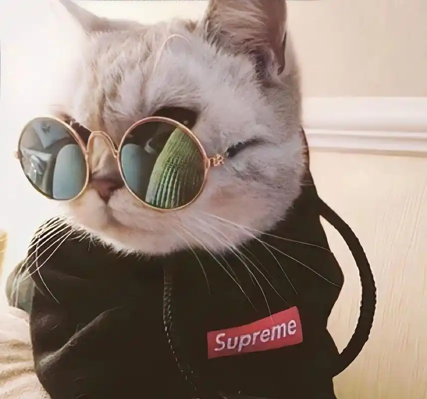 猫咪头像 霸气猫咪 头像 动物头像 一组霸气侧漏的猫咪头像