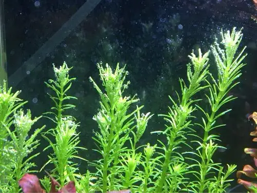 牛顿草为什么开灯光就收拢?