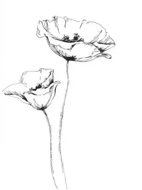 手绘 花 图片 铅笔画 简单 素描 简笔画