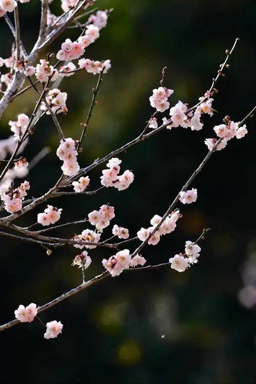 宫粉梅花(一) - 美篇