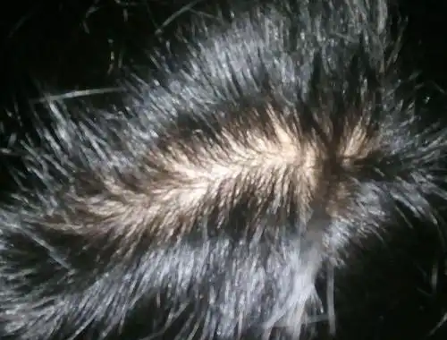 除了看医生,这4招可挽救一下|螨虫|头皮|迷迭香_新浪新闻