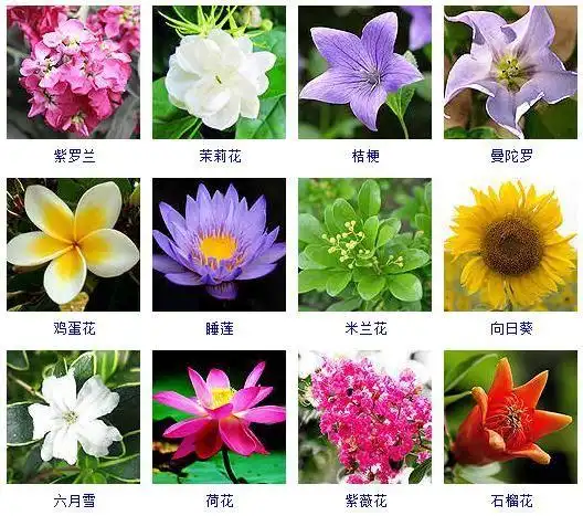 植物图片及名称大全(花友整理了150种观花植物)