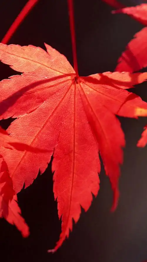 唯美清新秋天枫叶高清风景手机壁纸免费专辑套图