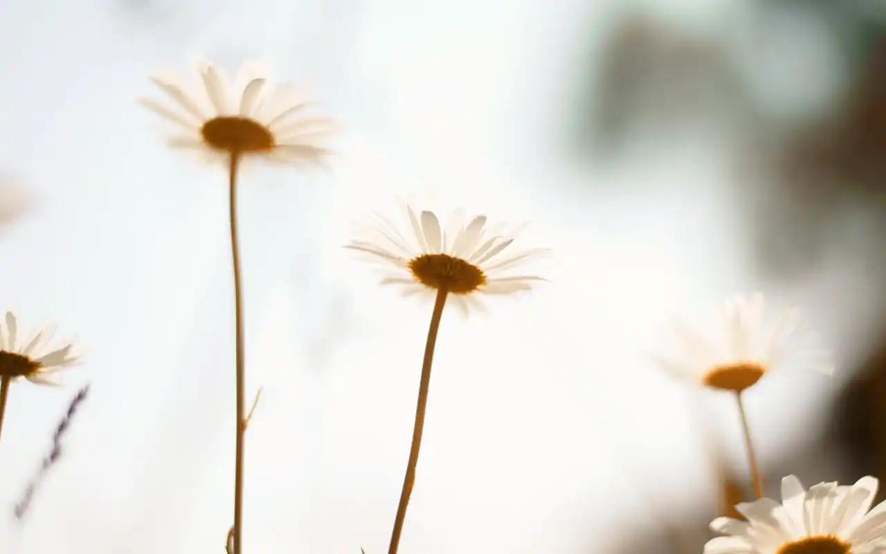 唯美意境花卉图片治愈系小清新桌面壁纸图片