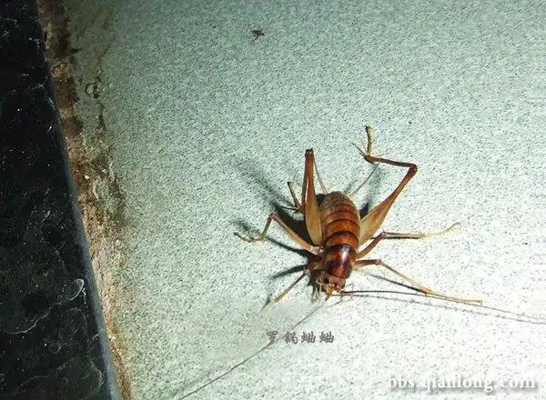 展开全部         灶马蟋,属直翅目蟋蟀科学.