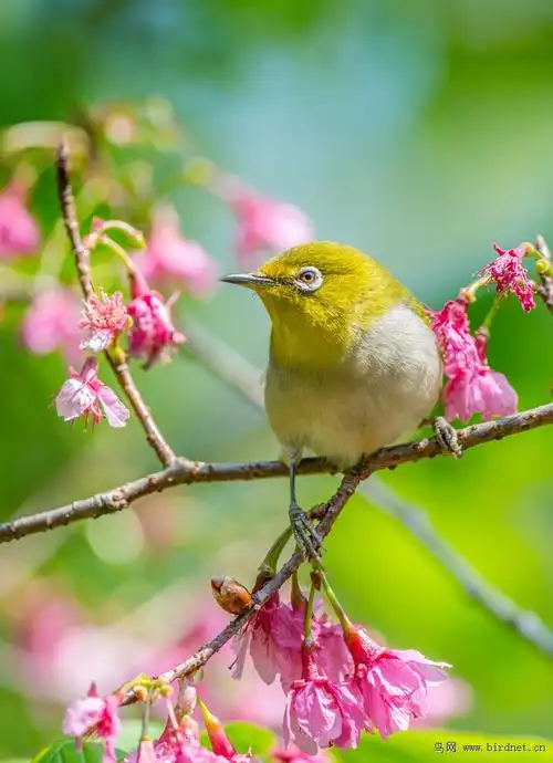 美丽的福州森林公园五绣眼花鸟图
